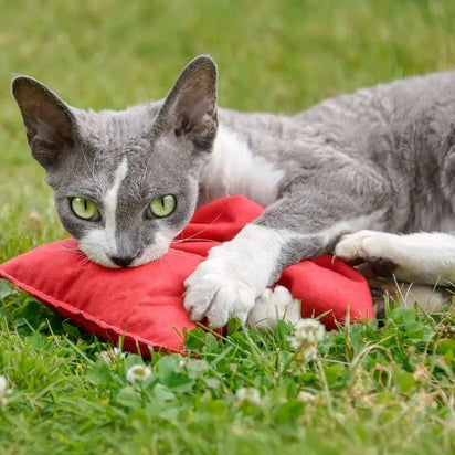 How To Keep Cats Off Furniture - Bean Bags R Us